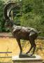 Steinbock Eilenriede